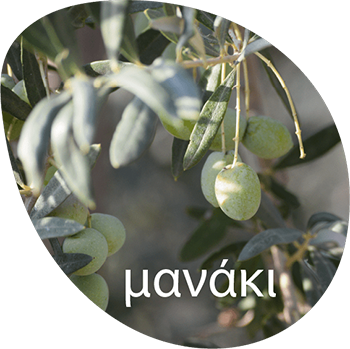 IERO ΒΙΟΛΟΓΙΚΟ & Π.Ο.Π. Εξαιρετικό Παρθένο Ελαιόλαδο / Πρώιμη Συγκομιδή / Μονοποικιλιακό Μανάκι - 500ml - Image 2
